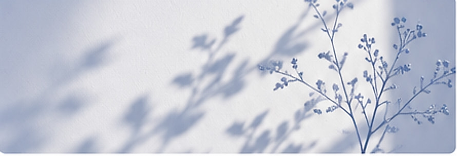 The soft shadow of a flowering branch on a pale wall